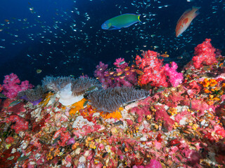 Magnificent sea anemone, pink soft corals and lots of small fish