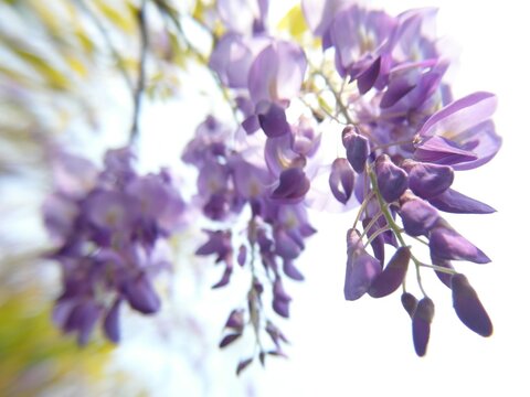 Selective Focus Shot Of Purple Vine Branch