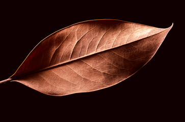 dry brown leaf on a dark background