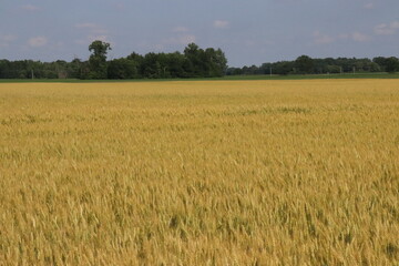 Free Flowing Wheat fields of ohio in the rural counties in mid summer.
