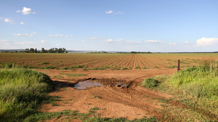 Fototapeta premium sunflower seedlings on farmland in the North West of South Africa. 