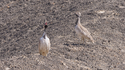 Two Rüppell's korhaan birds