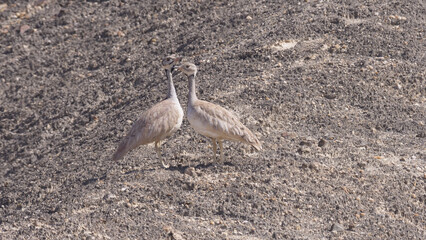 Two Rüppell's korhaan birds