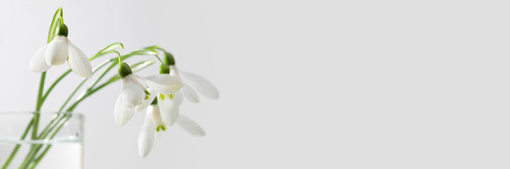 Spring snowdrop flower. Soft focus.