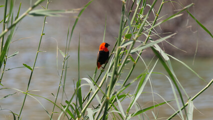 Red weaver bird around a lake