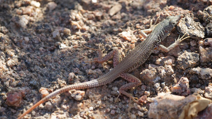 Lizard on the ground