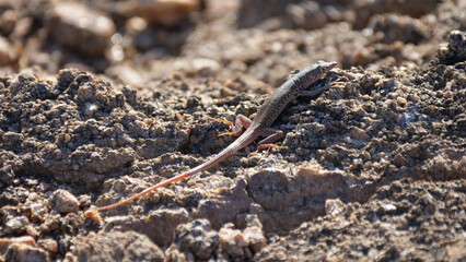 Lizard on the rocks