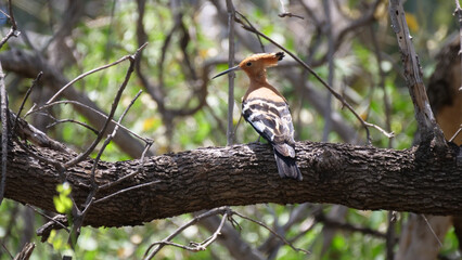 Hop bird in a tree