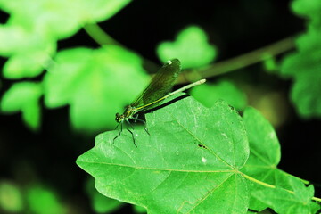 Libellula