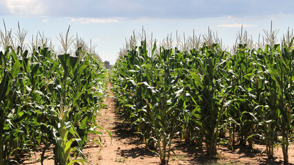 Maize farming  in the North West of South Africa. Approximately 8,0 million tons of maize grain are produced in South Africa annually on approximately 3,1 million ha of land. Half of the production co