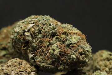 Animal Cookies