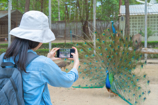 Happy Asian woman, a tourist, traveling and taking a photo or selfie by mobile smart phone to post on social media at Peacock bird with plumage in zoo park. Wild animal in nature. People in safari.