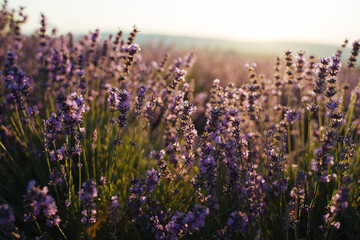 Lavender at sunset