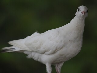 close up of a white dove