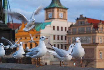 Several white seagulls against the background of the city of Prague, Czech Republic. Blurry buildings in the background.