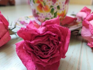 beautiful cup and saucer and dry pink roses