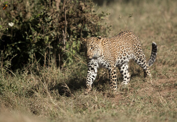 Fototapeta na wymiar Leopard Koboso at Masai Mara grassland, Kenya
