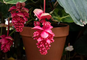 Beautiful, red, closed showy medinilla magnifica, Philippine orchid or rose grape flower hanging...