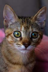 Baby cat with beautiful eyes
