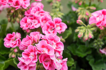 Fototapeta premium Beautiful pink flowers in close-up