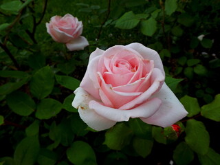 pink rose in garden