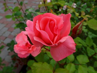 pink rose in garden