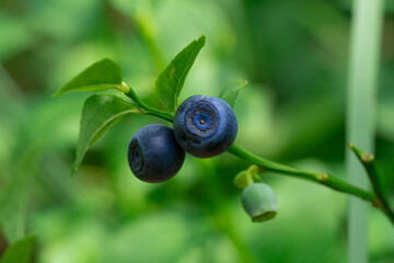 green bushes with blueberry fruits in the wild forest . . High quality photo