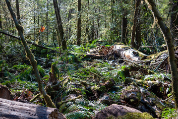 Cut Trees covered in mulch on forest floor