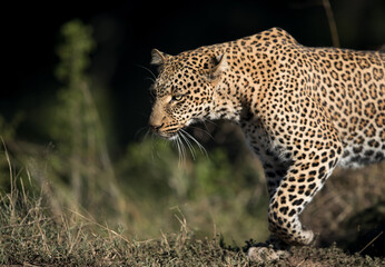 Closeup of Leopard Koboso, Masai Mara, Kenya