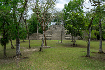 Mayan field filled with young trees in Belize 
