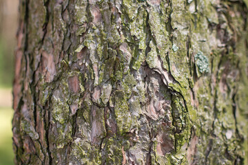 tree texture