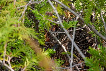 Duck hiding behind tree branches
