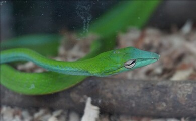 green snake in the grass and wood
