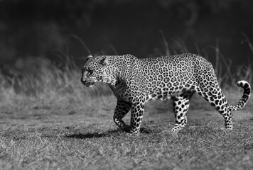 Leopard Koboso walking in the grasland of  Masai Mara, Kenya