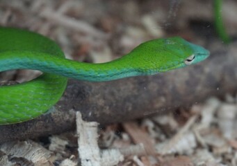 green snake in the grass and wood