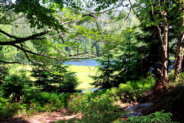 Natur Portrait der Landschaft im Bayerischen Wald mit Ausblick auf den Gebirgssee 