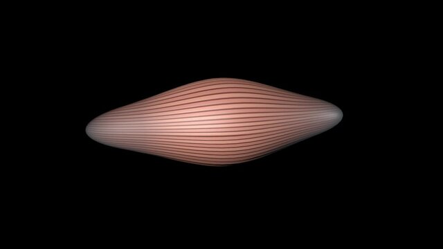 収縮する筋肉3D