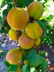 Ripe delicious apricots on the branch