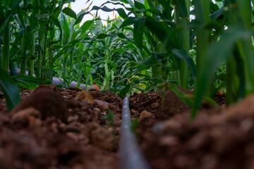 young corn field with drip irrigation system in farm