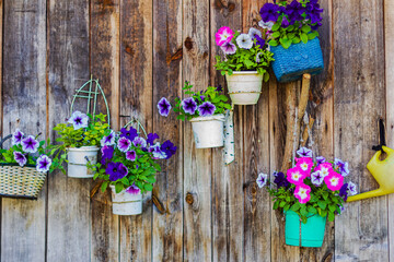 Fototapeta na wymiar Flowers in pots on the wooden wall