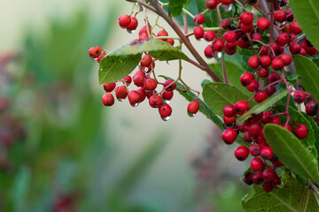 Bright red ripe dew covered Toyon berries, Northern California plant identification, beautiful seasonal nature background with soft blurred colors and space for text, for holiday or artistic use.
