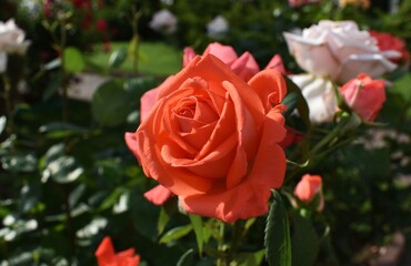 pink roses in garden