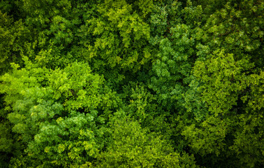 Naklejka premium Bäume aus Vogelperspektive