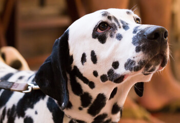Portrait of thoroughbred Dalmatian dog