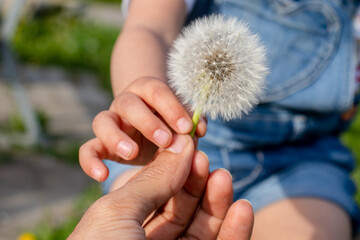 A wild dandelion flower in the hands of a child and her mother, to express innocence and love