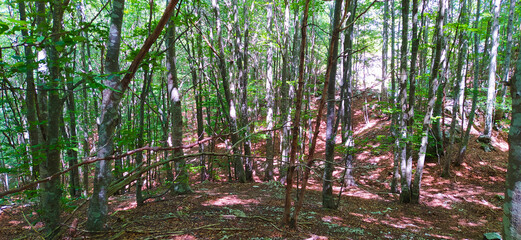 Fototapeta premium wooded clearing of many beech trees and dry brown leaves on the ground