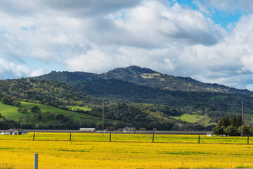 Obraz premium Fields of gold, bright golden colored pasture farm land landscape with emerald green spring foliage, distant farm houses in wine country Northern California near Napa.