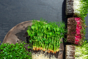 microgreens sprouts on wooden background