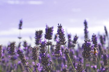 lavender field, summer background