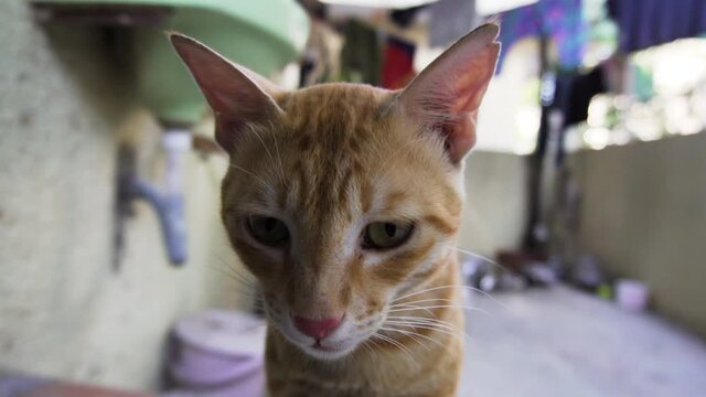 Indian billi breed also known as Indian common cat